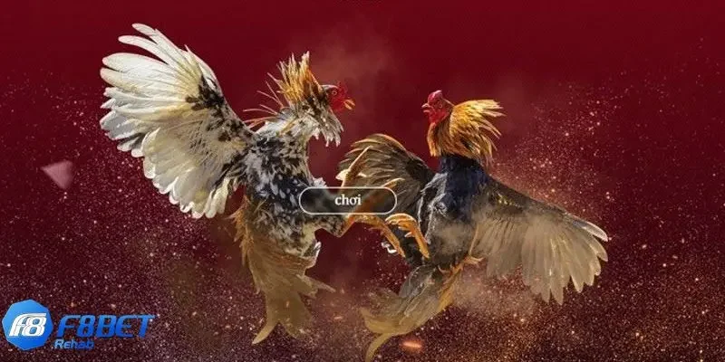 Đá Gà F8bet 1 Giới thiệu về đá gà F8bet thú vị, độc đáo